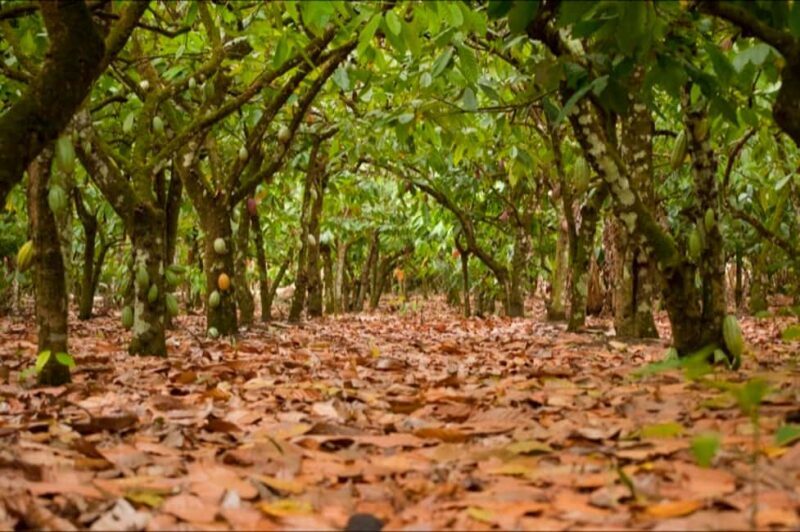 Dominican Republic Cacao Plantation Tour - Exploring the Cacao Plantation and Its Surroundings