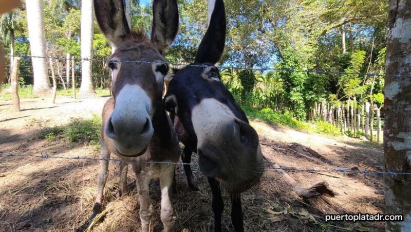 Dominican Republic Countryside Safari Tour from Puerto Plata - An In-Depth Look at the Dominican Countryside Safari