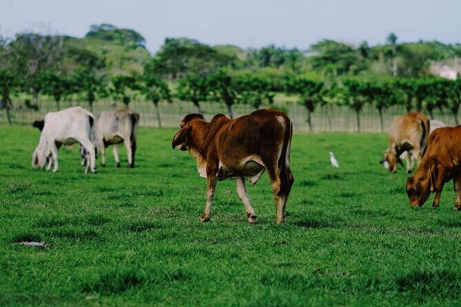 Dominican Republic Cultural Country Safari Tour from Punta Cana - What Reviewers Say: Authenticity & Guide Expertise