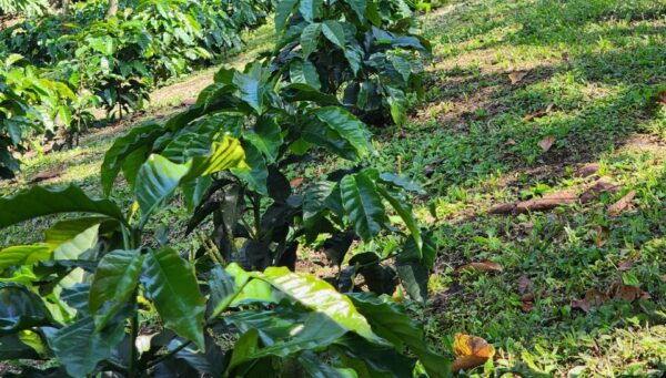 Don Rafa Coffee Tour Near Medellín - Participant Information