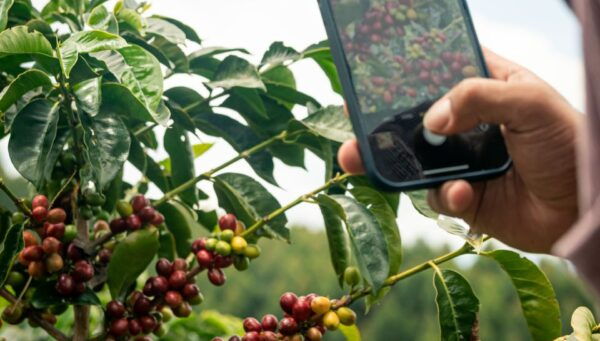 Don Rafa Coffee Tour Near Medellín - Frequently Asked Questions