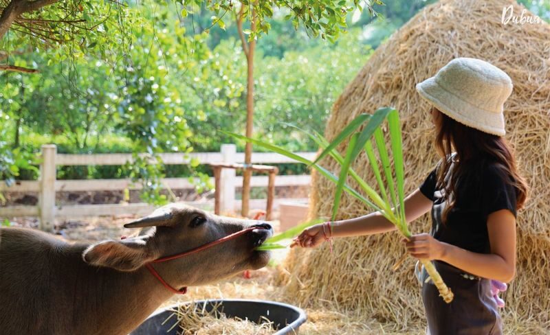 Don Wai Market & Wat Samphran One-day City Highlights Tour - Two stops, two different reasons to go