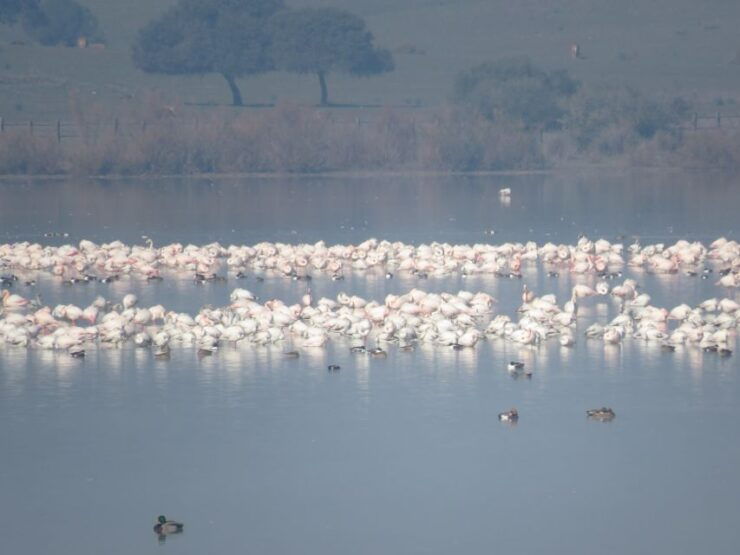 Doñana National Park: 2-Day Tour From Seville - Experience Highlights