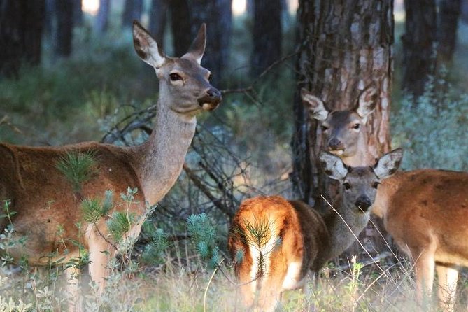 Donana National Park: 4x4 Guided Day Tour From Seville - Cancellation Policy