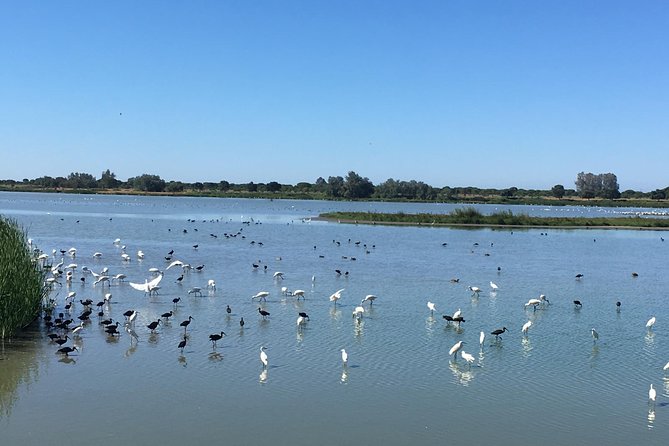 Donana National Park: 4x4 Guided Day Tour From Seville - Traveler Photos and Reviews