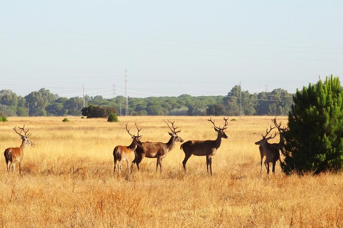 Donana National Park: 4x4 Guided Day Tour From Seville - Guide and Vehicle Experience