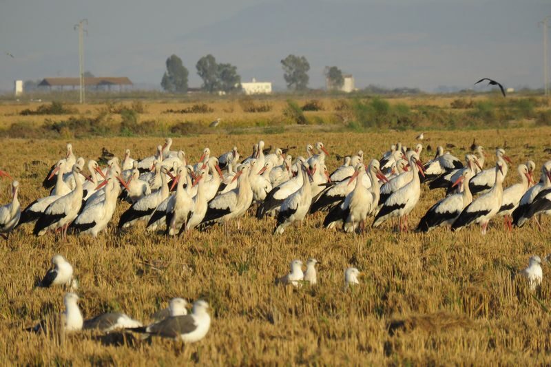Donana National Park and El Rocio Village Day Tour from Seville - Lunch, dunes and more than 30 kilometers of beach