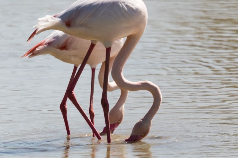 Donana National Park and El Rocio Village Day Tour from Seville - Is the $105.25 starting price good value?