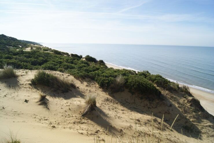 Doñana National Park Off-Road Tour From Seville - Experience Highlights