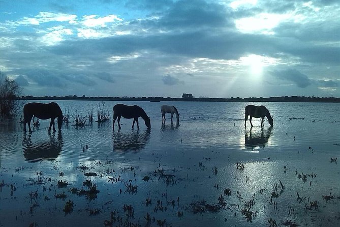 Doñana Natural Park Full-Day Tour From Seville - Location and Landscape of the Park