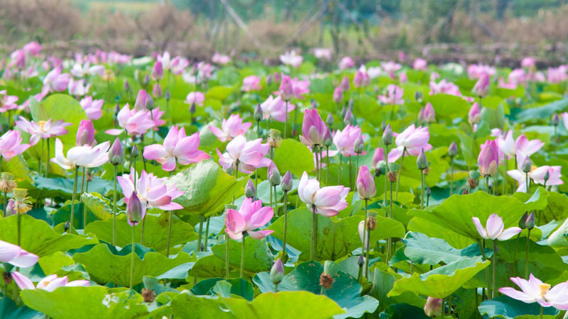 Dong Thap, Sa Dec & Dinh Yen Mat-Weaving Village Day Tour - What to know before you go