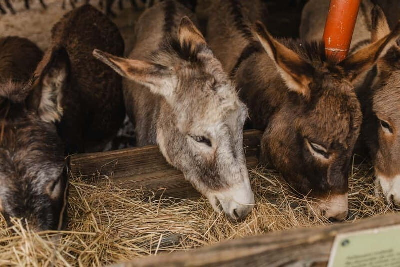 Donkey Farm and Lipa Cave Tour; Cave Crawling Donkey Calling - Good To Know