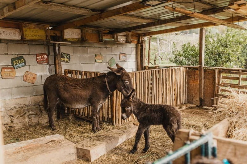 Donkey Farm and Lipa Cave Tour; Cave Crawling Donkey Calling - A Detailed Look at the Tour Experience