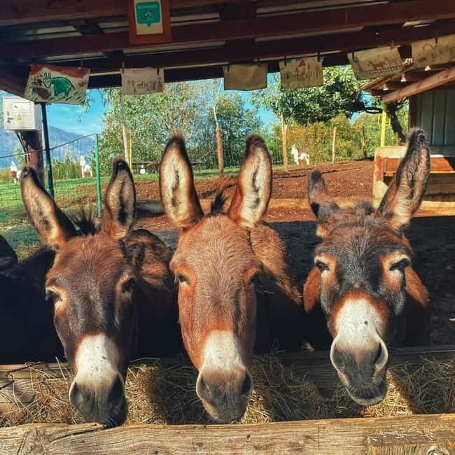 Donkey Farm and Lipa Cave Tour; Cave Crawling Donkey Calling - The Sum Up