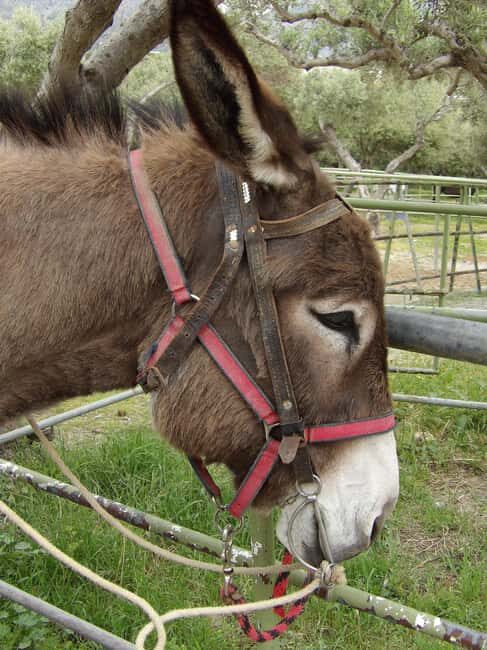 Donkey Ride - Cretan Country - The Route and Scenic Highlights