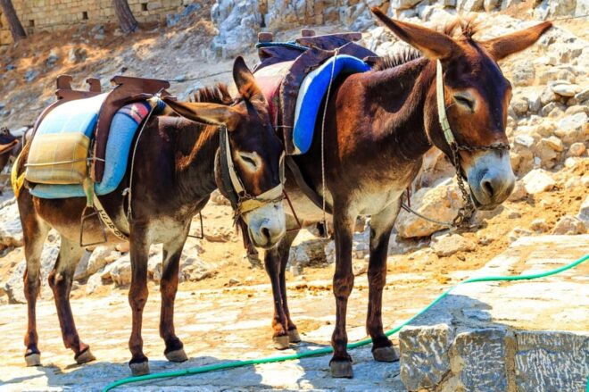 Donkey Safari and Village Tour With Lunch - Donkey Ride Adventure