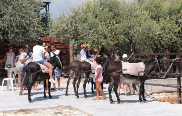 Donkey Safari and Village Tour With Lunch - Booking Information