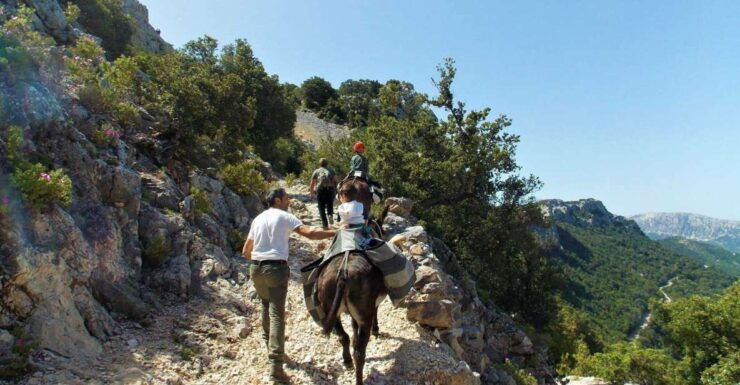 Donkey Walk in Suttaterra Forest From Dorgali - Good To Know