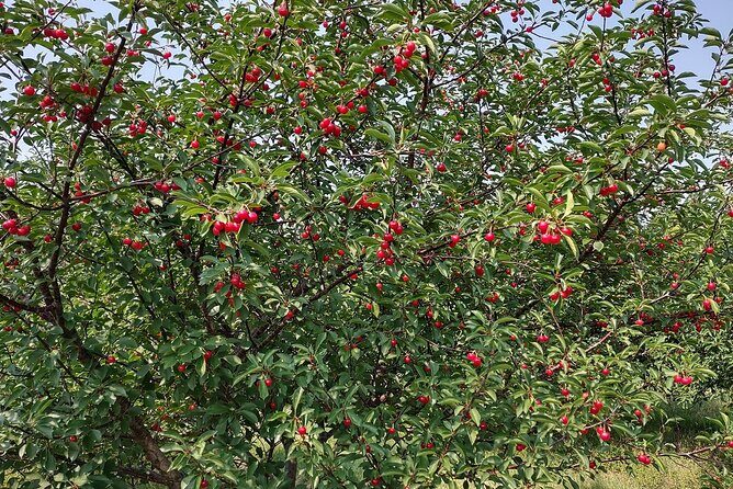 Door Countys Northern Peninsula: A Self-Guided Drive - The Sum Up