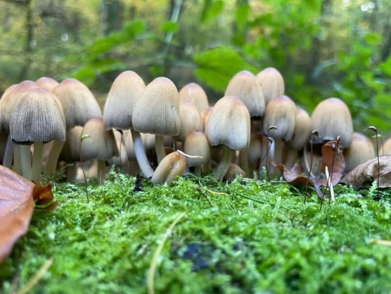 Dortmund: Allotment Garden Tour - Good To Know  
