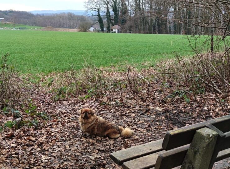 Dortmund: Literary Hike Through the Aplerbeck Forest - Literary Component