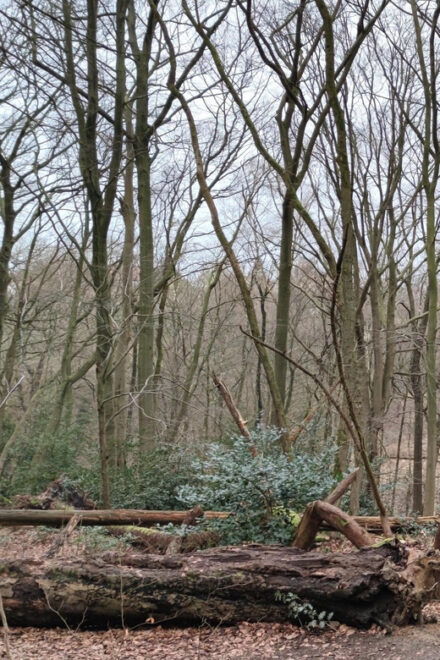 Dortmund: Literary Hike Through the Aplerbeck Forest - Tour Highlights