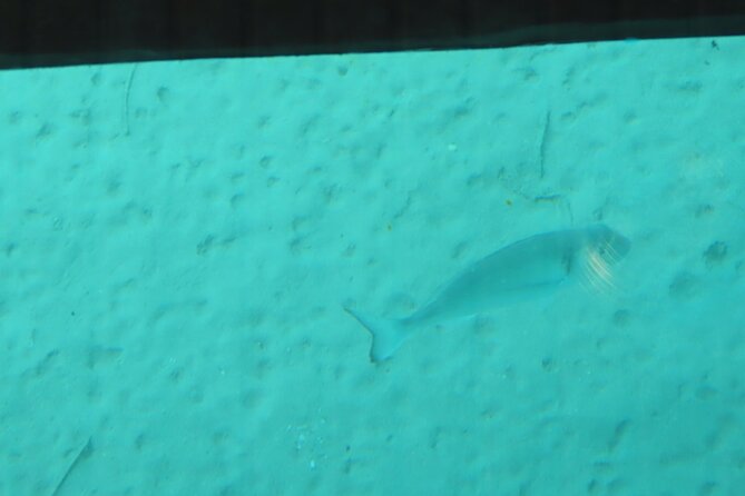 Dorys Glass Bottom Boat Adventure in Pserimos and Pserimos Beach - Overall Ratings and Reviews