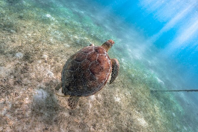 Dos Ojos and Soliman Bay Private Snorkel Excursion  - Tulum - Pricing and Guarantee