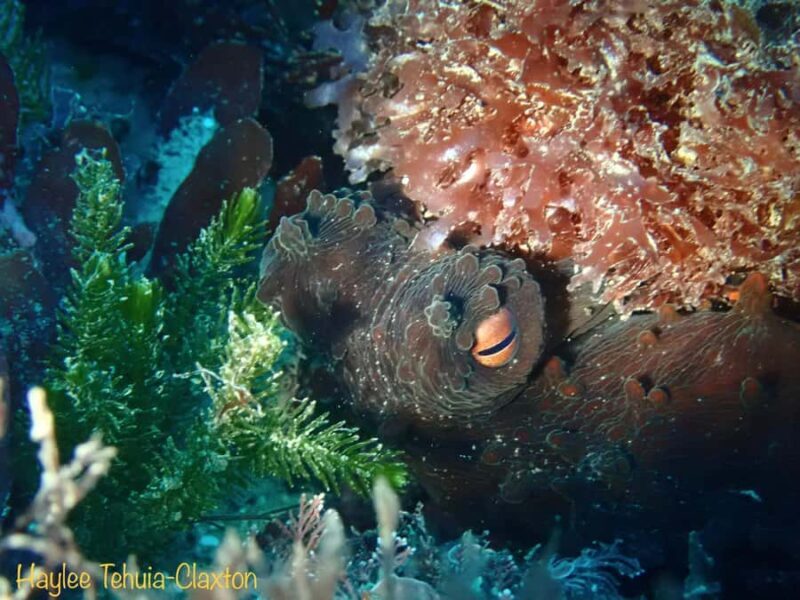 Double Boat Dive with Equipment - What You Need to Know Before You Go