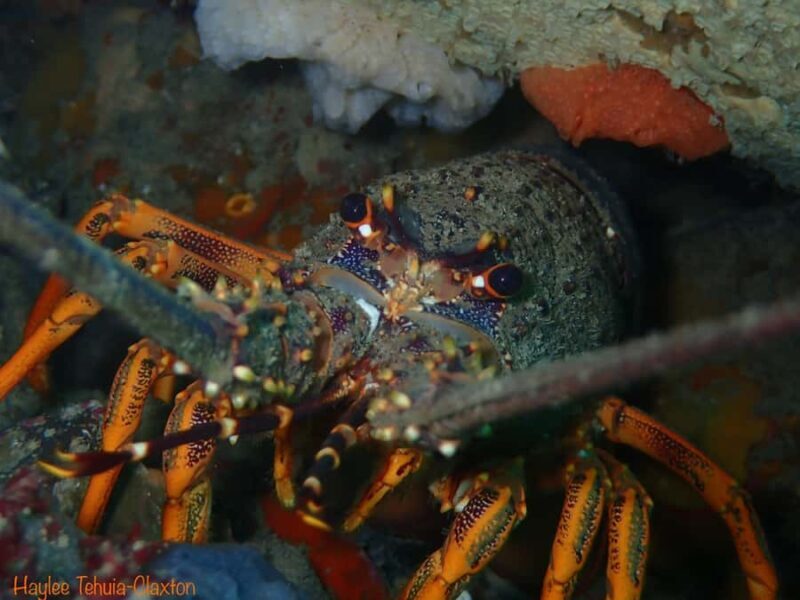 Double Boat Dive with Equipment - Final Thoughts: Is It Worth It?