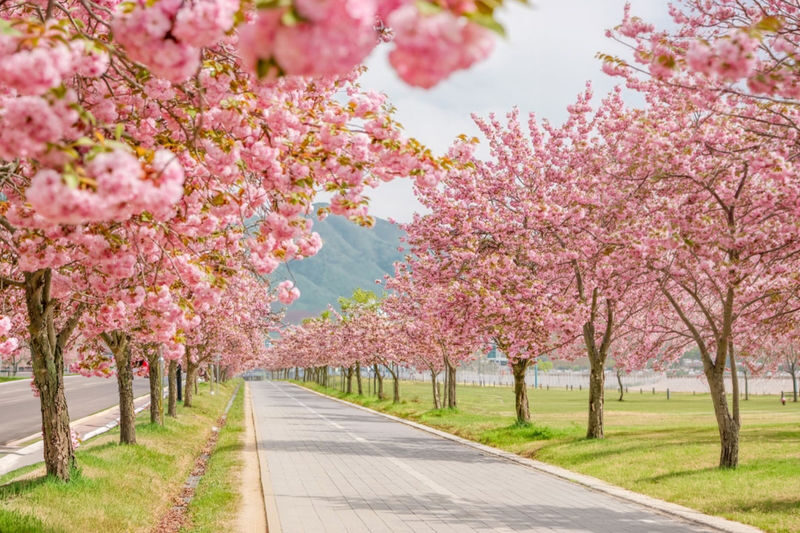 Double Cherry Blossom & Seasonal Landscape Day Tour from Seoul - Key points before you book