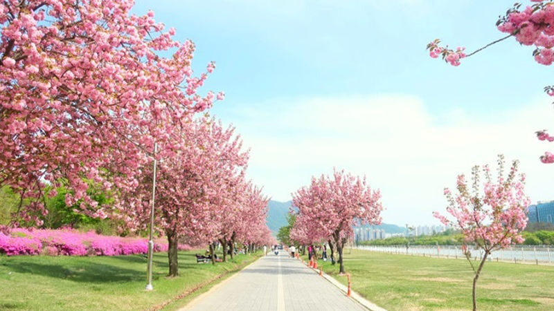 Double Cherry Blossom & Seasonal Landscape Day Tour from Seoul - A spring day with more than one reason to go