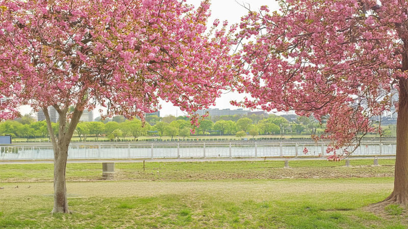Double Cherry Blossom & Seasonal Landscape Day Tour from Seoul - Three hours at Starfield Hanam