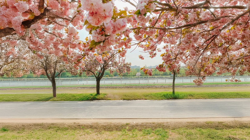 Double Cherry Blossom & Seasonal Landscape Day Tour from Seoul - Misa Gyeongjeong Park: the blossom walk