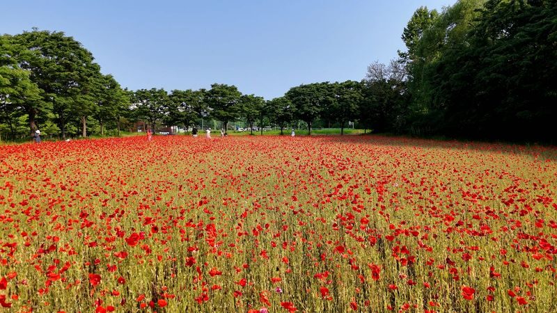 Double Cherry Blossom & Seasonal Landscape Day Tour from Seoul - Price, pace, and practical details