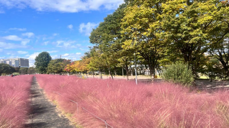 Double Cherry Blossom & Seasonal Landscape Day Tour from Seoul - Who should book this day trip?