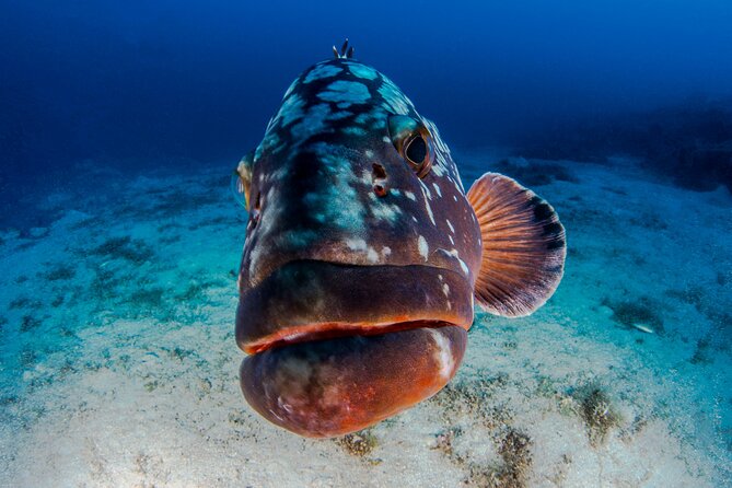 Double Dive Elba Island - Activity Details