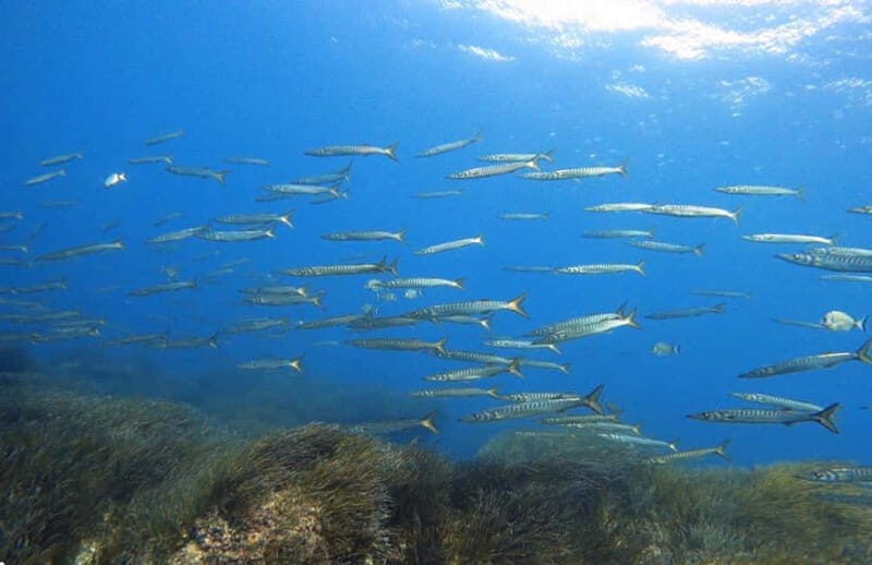 Double dive in Menorca: Discover Menorca's Marine Reserve - Good To Know