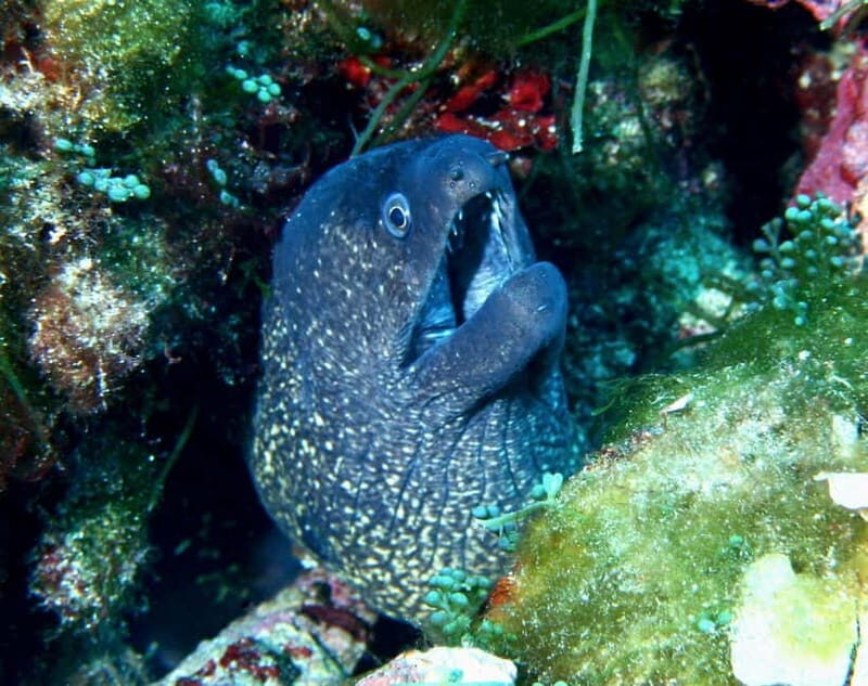 Double dive in Menorca: Discover Menorca's Marine Reserve - An In-Depth Look at the Menorca Double Dive Tour