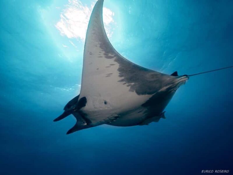 Double dive in Santa Maria Island - Azores - Good To Know