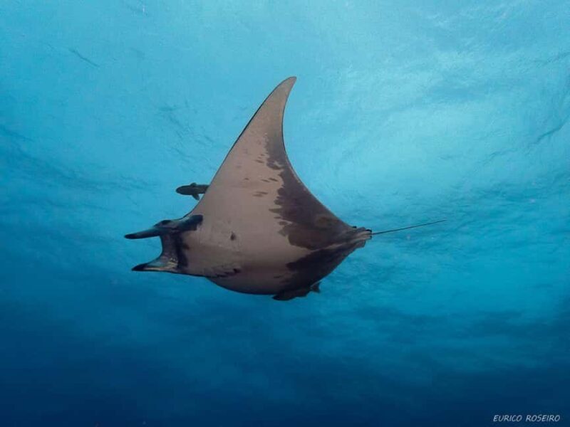 Double dive in Santa Maria Island - Azores - Who Would Enjoy This Tour Most?