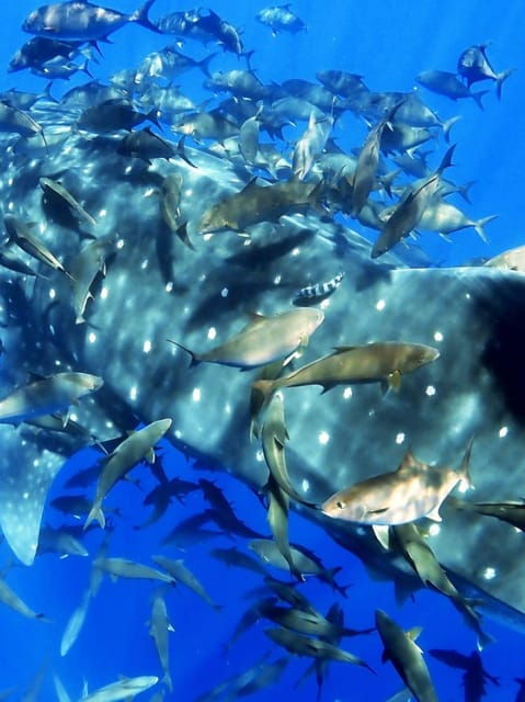 Double Dive the Azores, in the middle of the Atlantic Ocean - Why choose Double Dive the Azores?