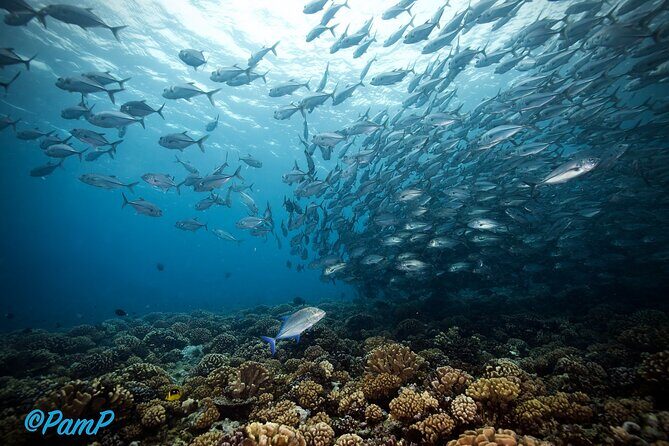 Double Diving Adventure Exploration for Certified Divers - Pricing and Value