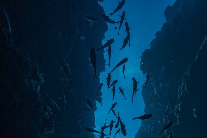 Double Diving Adventure Exploration for Certified Divers - Additional Practical Details