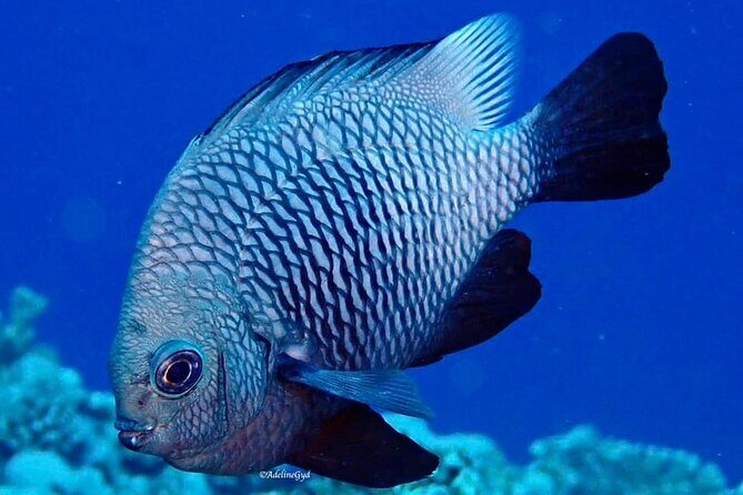 Double Diving Adventure Exploration for Certified Divers - FAQ