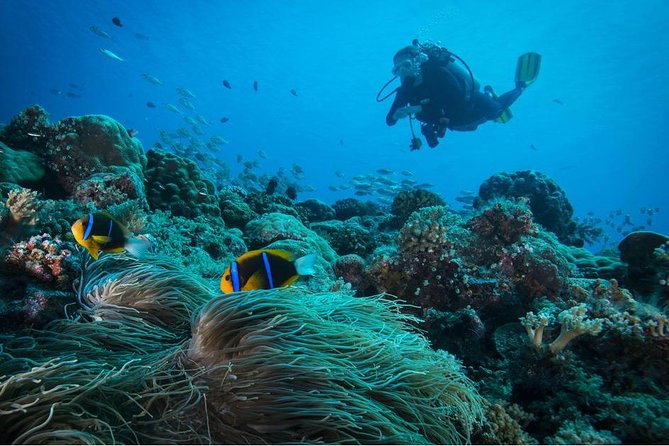 Double Dream Dive on a Maritime Reserve - The Sum Up