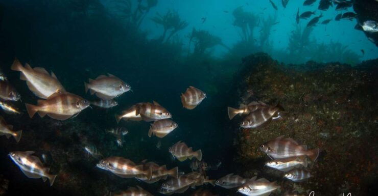 Double Scuba Dive on a Marine Reserve - Booking and Logistics