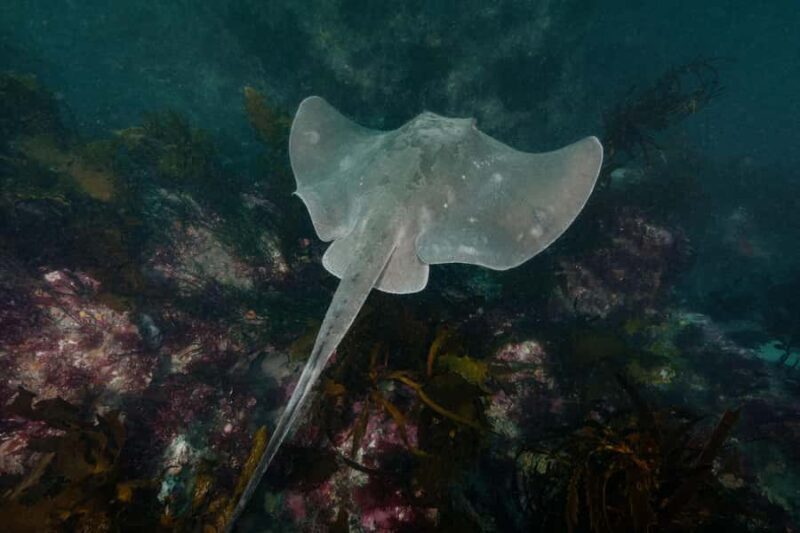 Double Shore Dive with Equipment - Discovering Kaikoura’s Underwater World