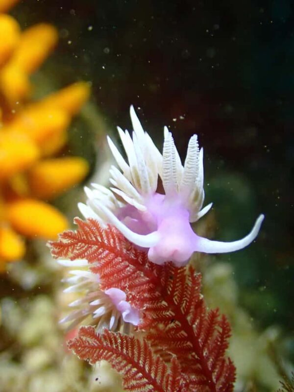 Double Shore Dive with Equipment - Practical Considerations