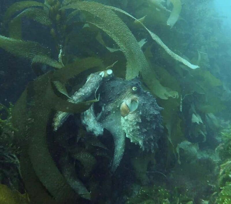 Double Shore Dive with Equipment - Who Will Love This Tour?